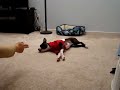 Boston terrier Biggie Aka Black Mochi 