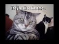 Funny Cat / おもしろ猫動画 http://www.4141.biz/youtube/cat.html