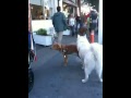doggie bromance