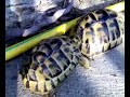 testudo-graeca-nabeulensis.html