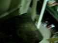 Rat Attack