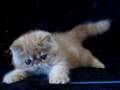 videos de CHARLIE KAM CATTERY 4