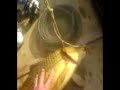 Fishing in Dibra/Debar lake