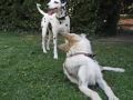 LUPO CECOSLOVACCO vs DALMATA