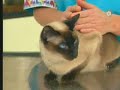 Veterinaria - Toxoplasmosis