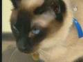 Veterinaria - Toxoplasmosis