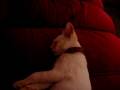 videos de Tochy Dormida