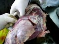 anatomia veterinaria   musculos miembro pelviano  lateral 