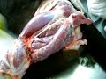Anatomia Veterinaria - Musculos miembro pelviano (lateral)