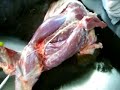 anatomia veterinaria   musculos miembro pelviano  lateral 
