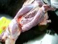 Anatomia Veterinaria - Musculos miembro pelviano (lateral)