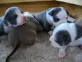 pit bull puppies
