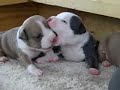pit bull puppies pit bull puppies