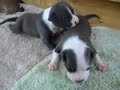 pit bull puppies