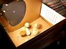 Baby chicks
