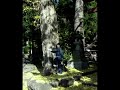 un ginkobiloba au japon
