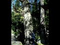 un ginkobiloba au japon