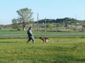 German Shepherd Bitework training