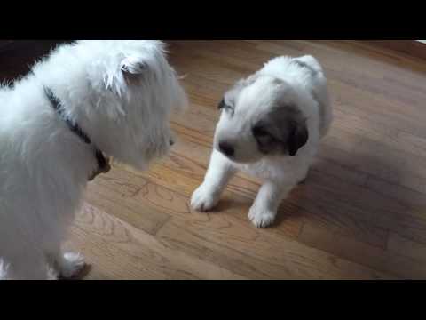 Great Pyrenees male puppy