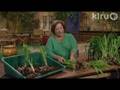 Trisha Shirey divides daylilies: Central Texas Gardener
