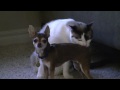 A Cute Moment with Izzy and Egon