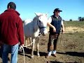 Desvasando - Animales sin hogar Desvasando - Animales sin hogar