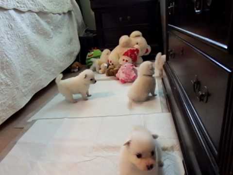 Kyle playing with stuffed animals and toys.