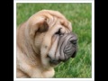 shar - pei