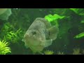 este é meu aquario plantado com destaque para o peixe hibrido do papagaio com texas blue que convive bem com os discos. 