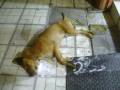 Foles(Kilkis)