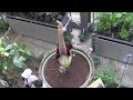スマトラオオコンニャク