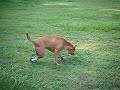 Sugar the dog