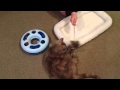 Playful Kitty Loves Her Mousie Toy