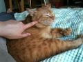 横になると添い寝してくれる猫