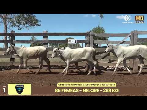 1� LEIL�O EXPOJUINA - 2026