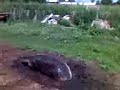 Свинья