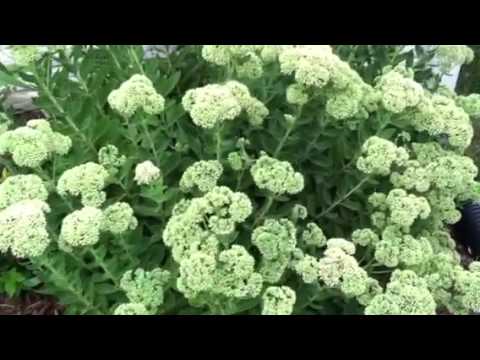 how to fertilize sedum autumn joy