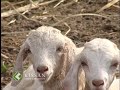 Prospects of rearing goat in Kerala