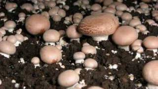 Time lapse video of mushrooms fruiting