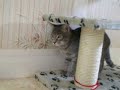 kiara va fer un tour vers mes chatons