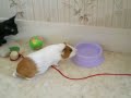 kiara va fer un tour vers mes chatons