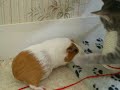 kiara va fer un tour vers mes chatons
