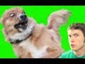 PUPPY NOT WANT!!