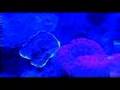 MUSICA DE ACUARIO. LISTEN TO THIS MUSIC (ESCUCHEN ESTO)