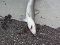 Shark Attacks Man