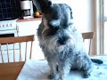 Dv�rgschnauzern Frasse r.ip