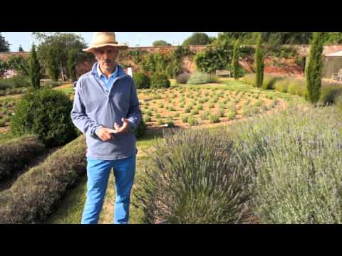 how to trim lavender