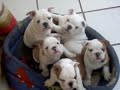 bulldog ingles cachorros
