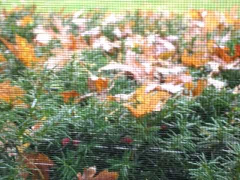 April Rain - by Aoeria from Waterwheel