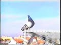 Palomos Jiennenses volando Manuel Ocete